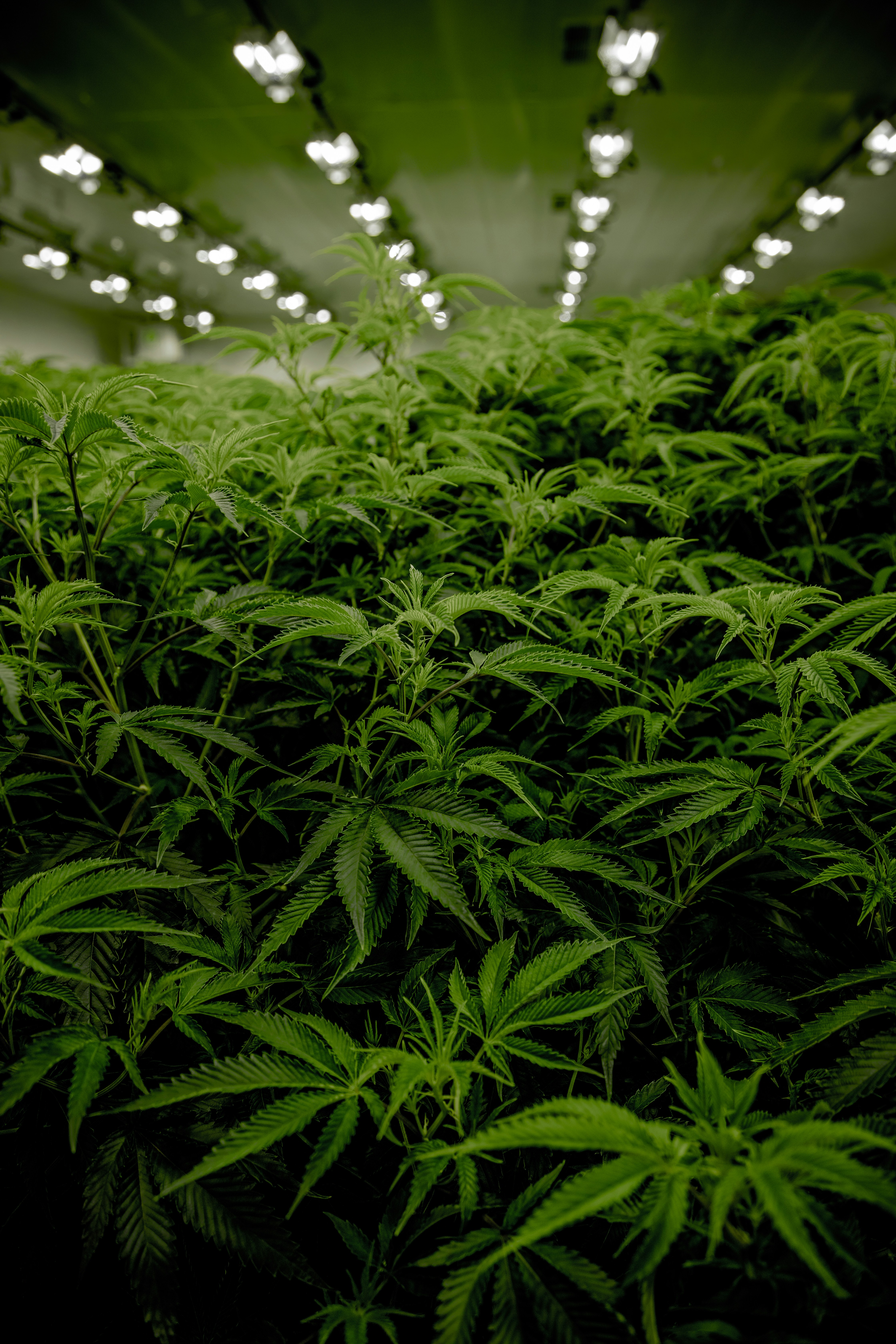 ストレイン - 大麻愛好家必見!最高のジャックヘラーを探求せよ