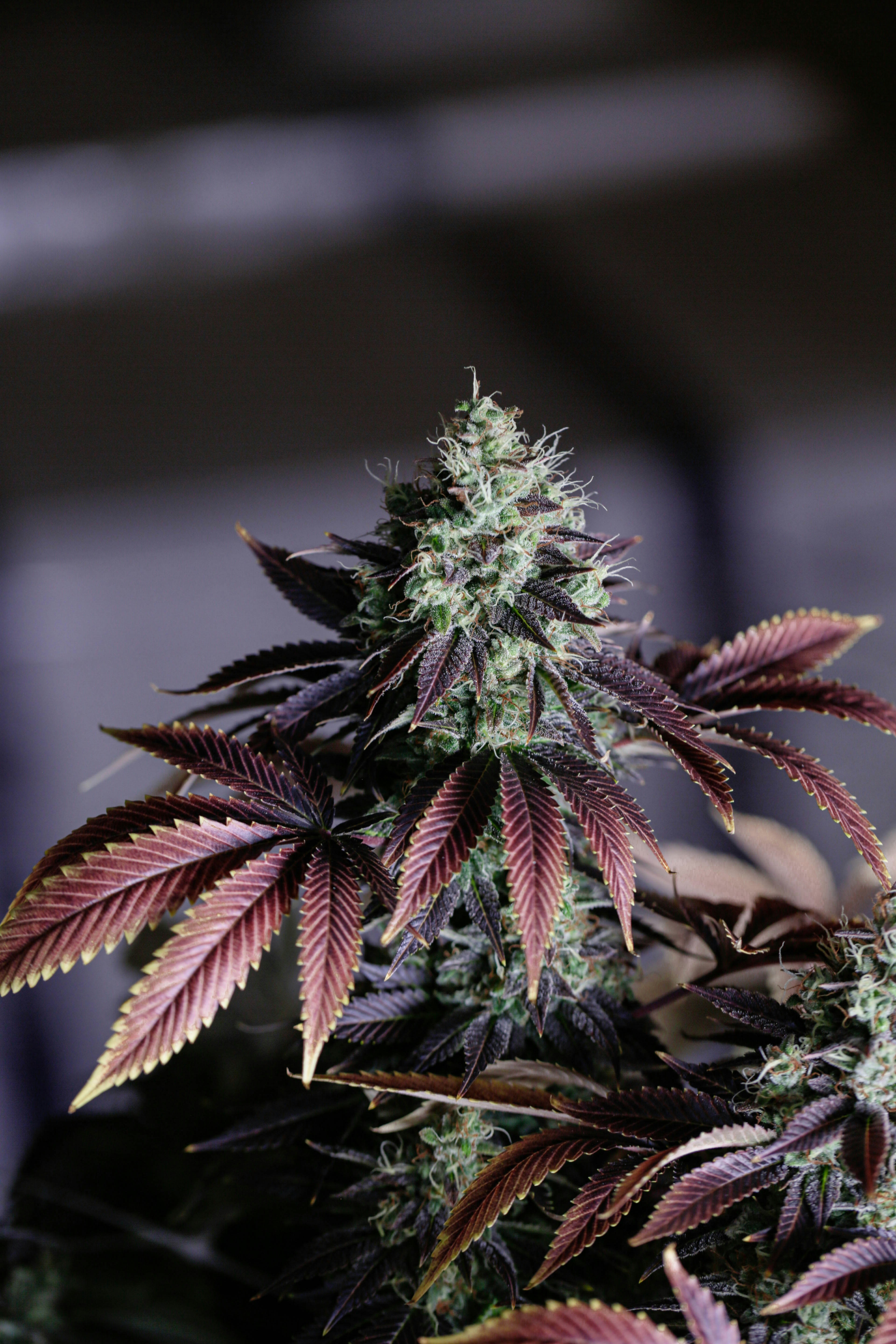 ストレイン - 鮮やかな紫色に酔いしれる芳醇な大麻品種パープルヘイズ